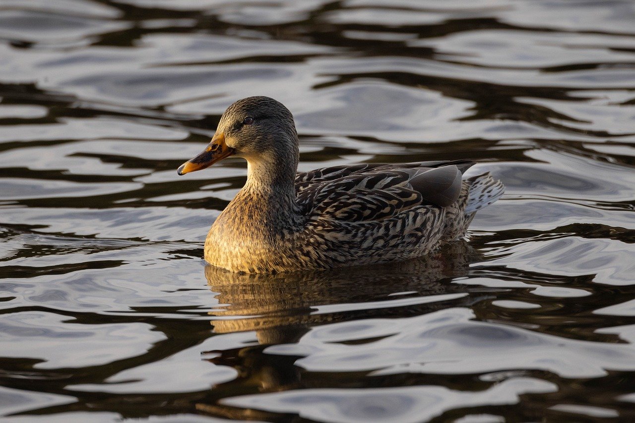 The Top Birdwatching Spots in Point Reyes National Seashore